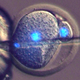 Illustration for article titled Scientists Have Bred Live Mice with No Need for Fertilized Eggs